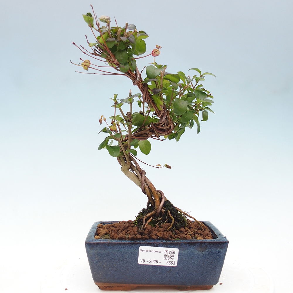 Venkovní bonsai - Ligustrum vulgare - Ptačí zob