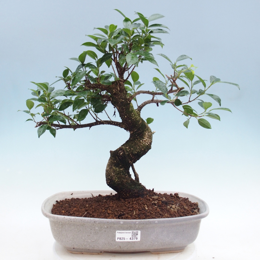 Pokojová bonsai - Ficus retusa -  malolistý fíkus