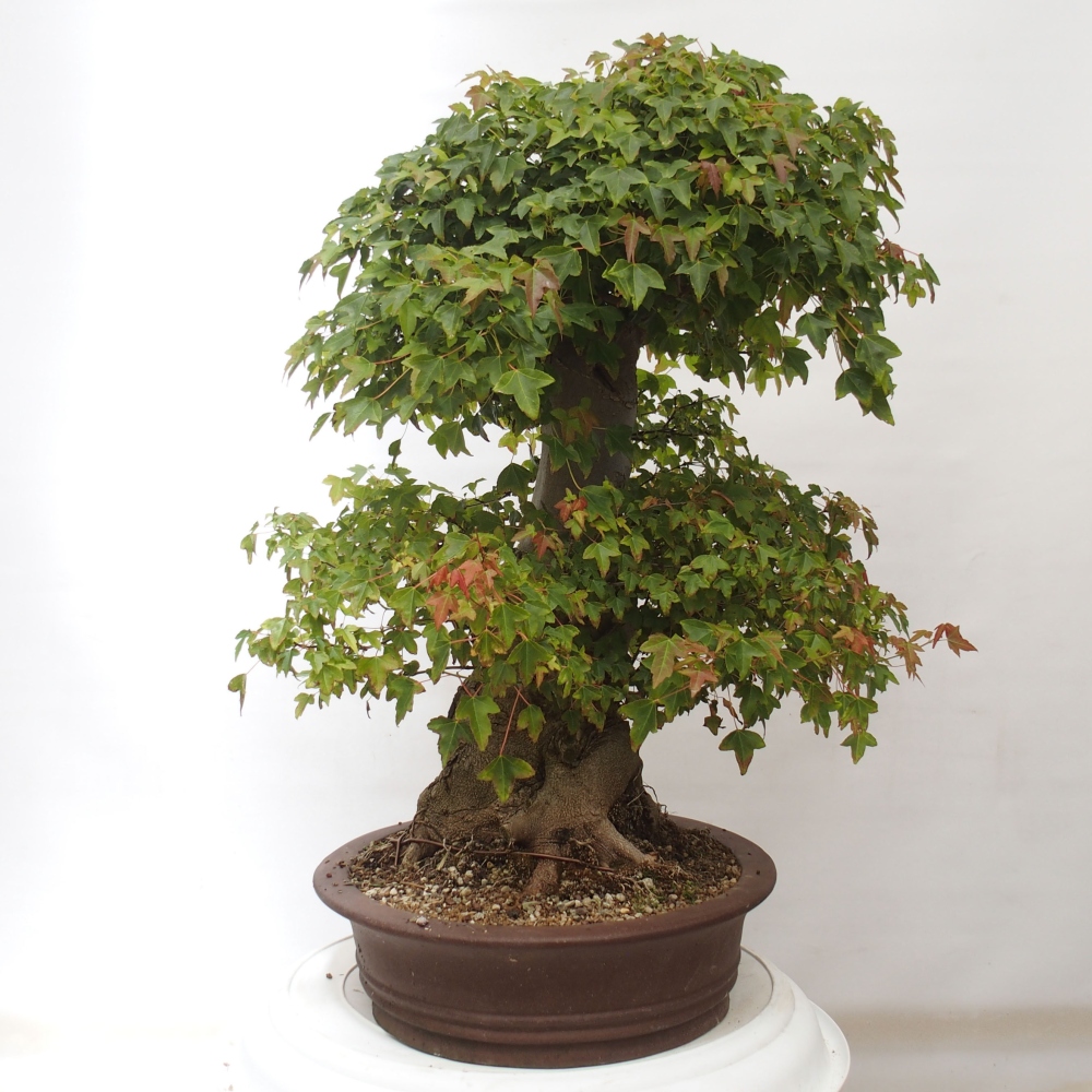 Venkovní bonsai - Acer Buergerianum - Javor Burgerův