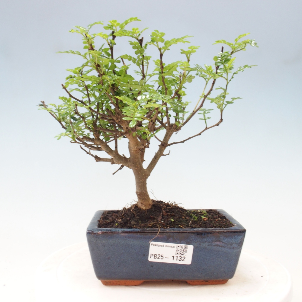 Pokojová bonsai - Zantoxylum piperitum - pepřovník