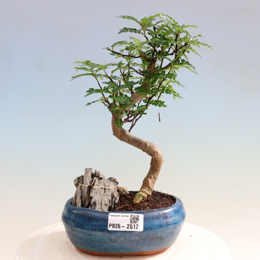 Pokojová bonsai - Zantoxylum piperitum - Pepřovník