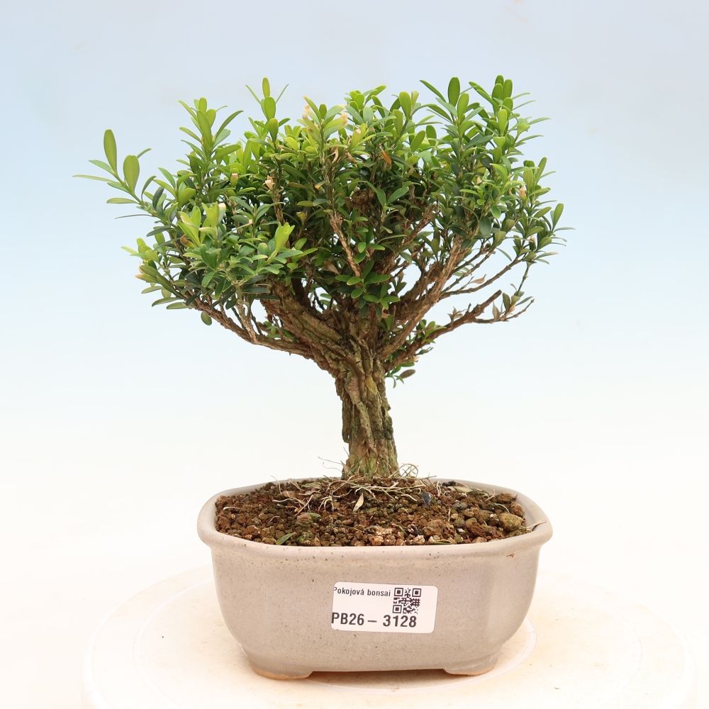 Pokojová bonsai - Buxus harlandii -korkový buxus