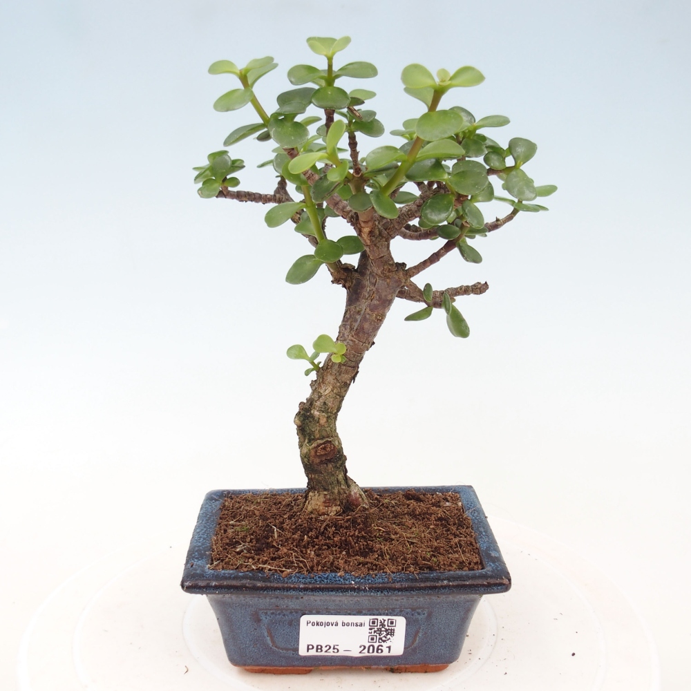 Pokojová bonsai - Portulakaria Afra - Tlustice