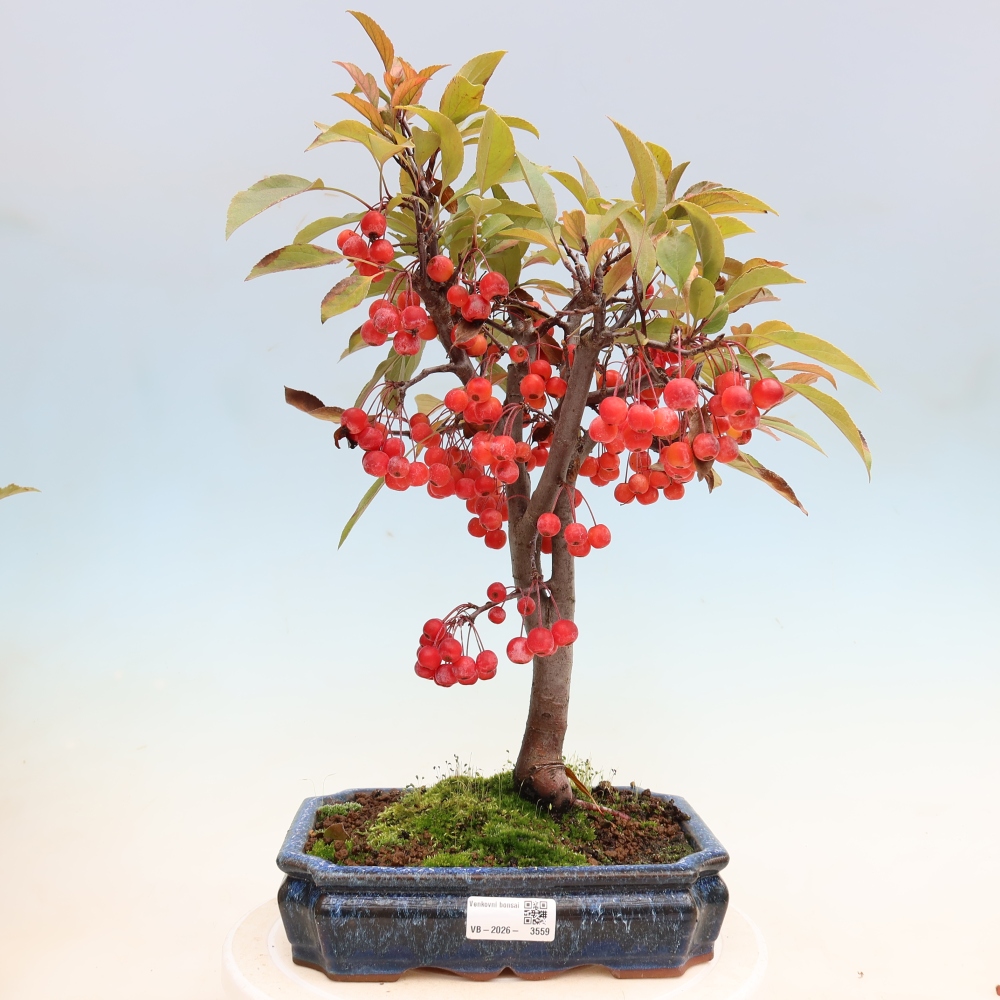 Venkovní bonsai -Malus domestica - Maloplodá jabloň červenolistá