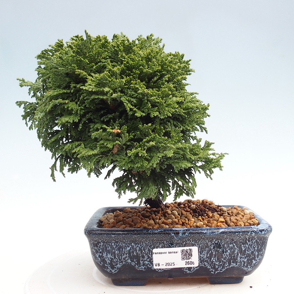 Venkovní bonsai - Cham.pis Parslori - Cypřišek