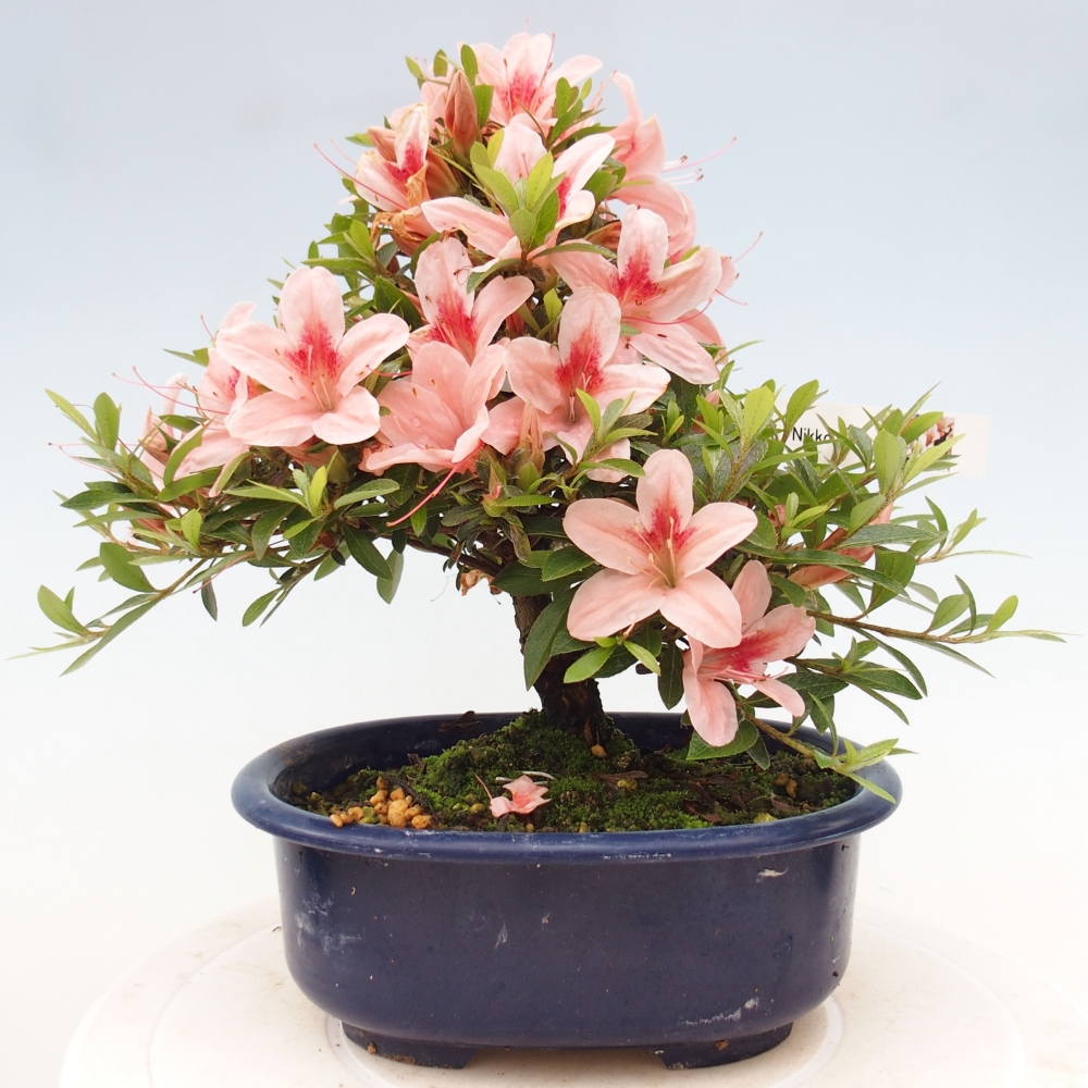 Venkovní bonsai - Japonská azalka - Azalea Nikko