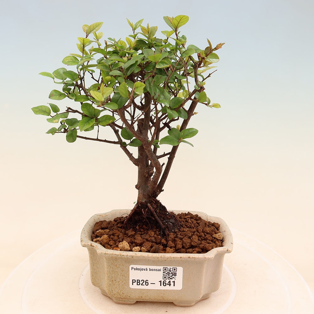 Pokojová bonsai - Sagerécie thea - Sagerécie thea