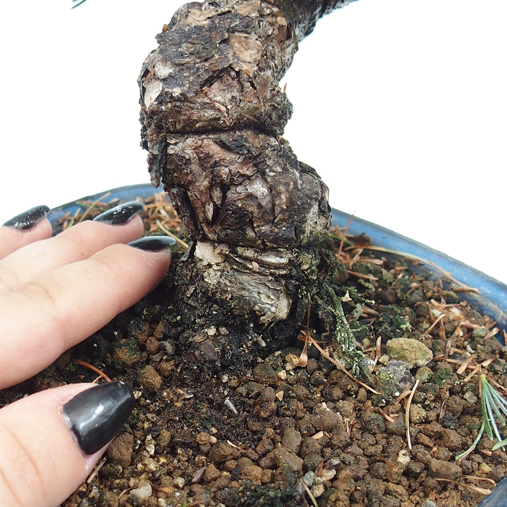 Venkovní bonsai - Pinus parviflora - Borovice drobnokvětá