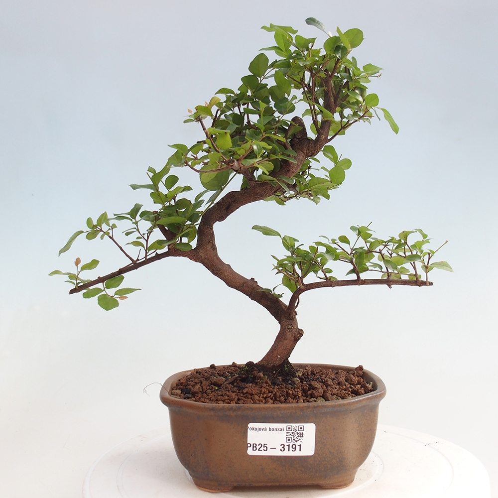 Pokojová bonsai - Sagerécie thea - Sagerécie thea