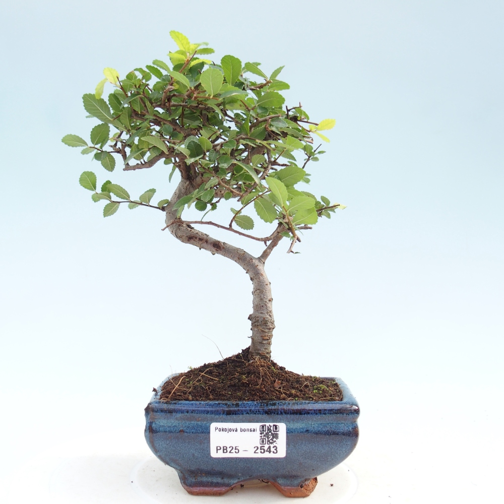 Pokojová bonsai - Ulmus parvifolia - Malolistý jilm