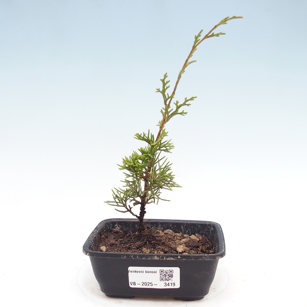 Venkovní bonsai - Juniperus chinensis Itoigawa -Jalovec čínský