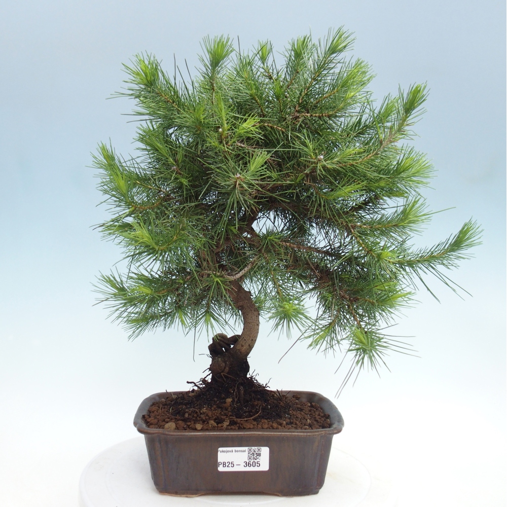 Pokojová bonsai-Pinus halepensis-Borovice alepská