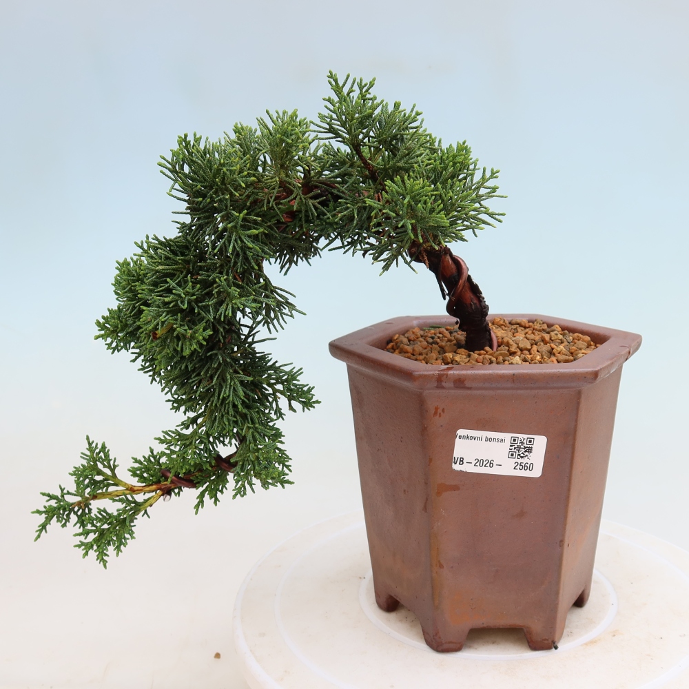 Venkovní bonsai - Juniperus chinensis Kishu -Jalovec čínský