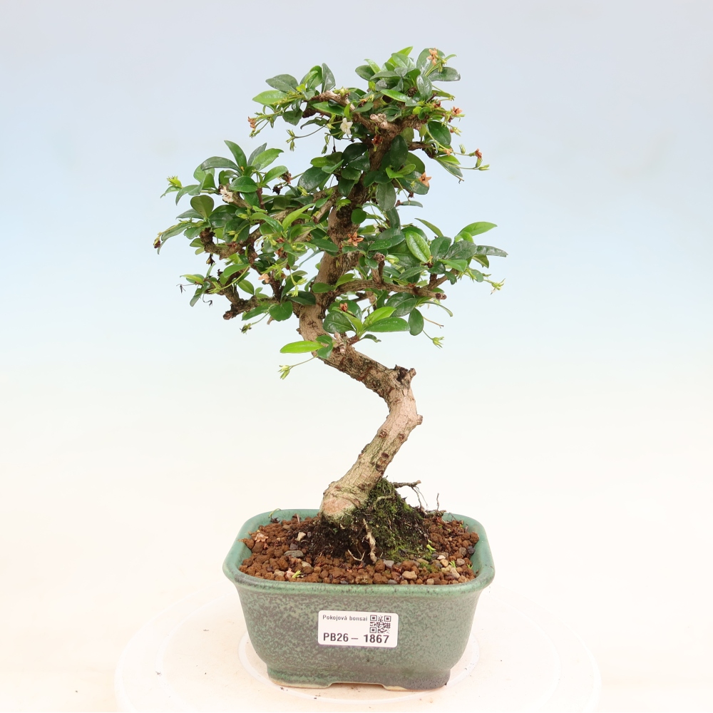 Pokojová bonsai - Carmona macrophylla - Čaj fuki