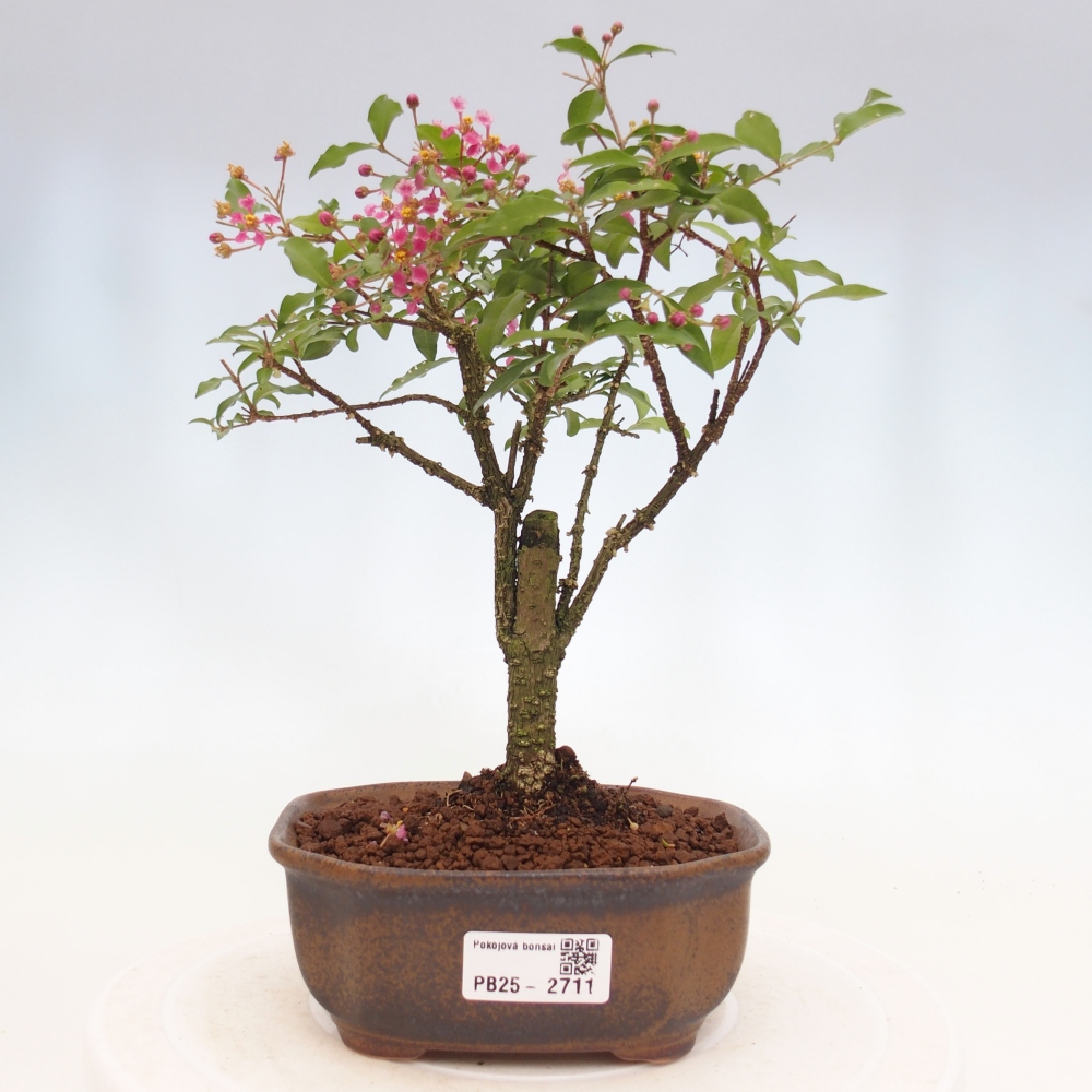 Pokojová bonsai - Malpighia coccigera- Barbdorská třešeň