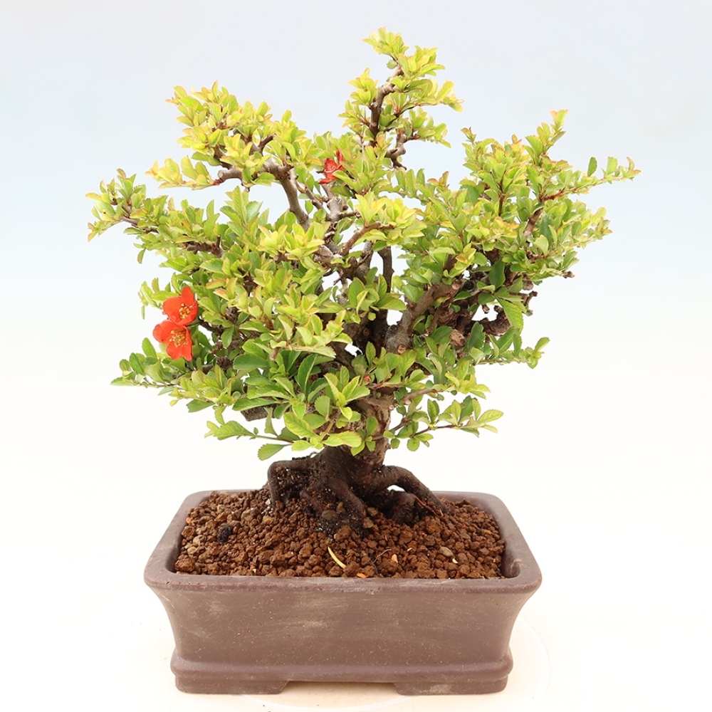 Venkovní  bonsai -  Chaneomeles speciosa Chojubai - Kdoulovec ozdobný