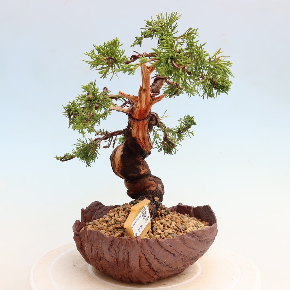 Venkovní bonsai - Juniperus chinensis Itoigawa-Jalovec čínský