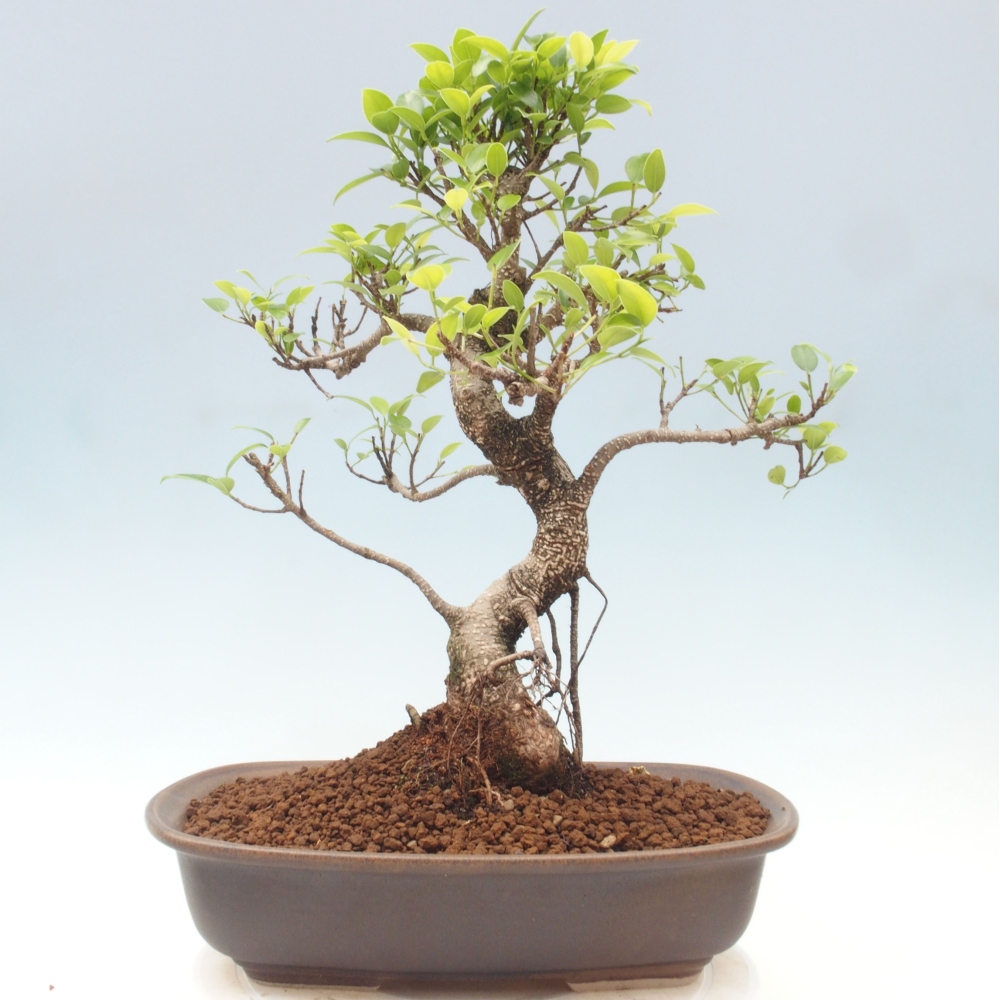 Pokojová bonsai - Ficus kimmen -  malolistý fíkus