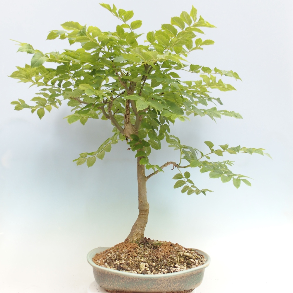 Venkovní bonsai - Fraxinus  -  Jasan
