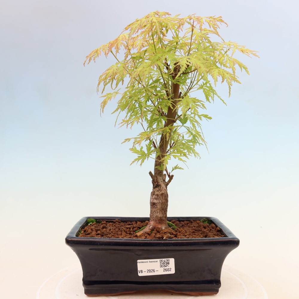 Venkovní bonsai - Acer palmatum Dissectum - Javor dlanitolistý 