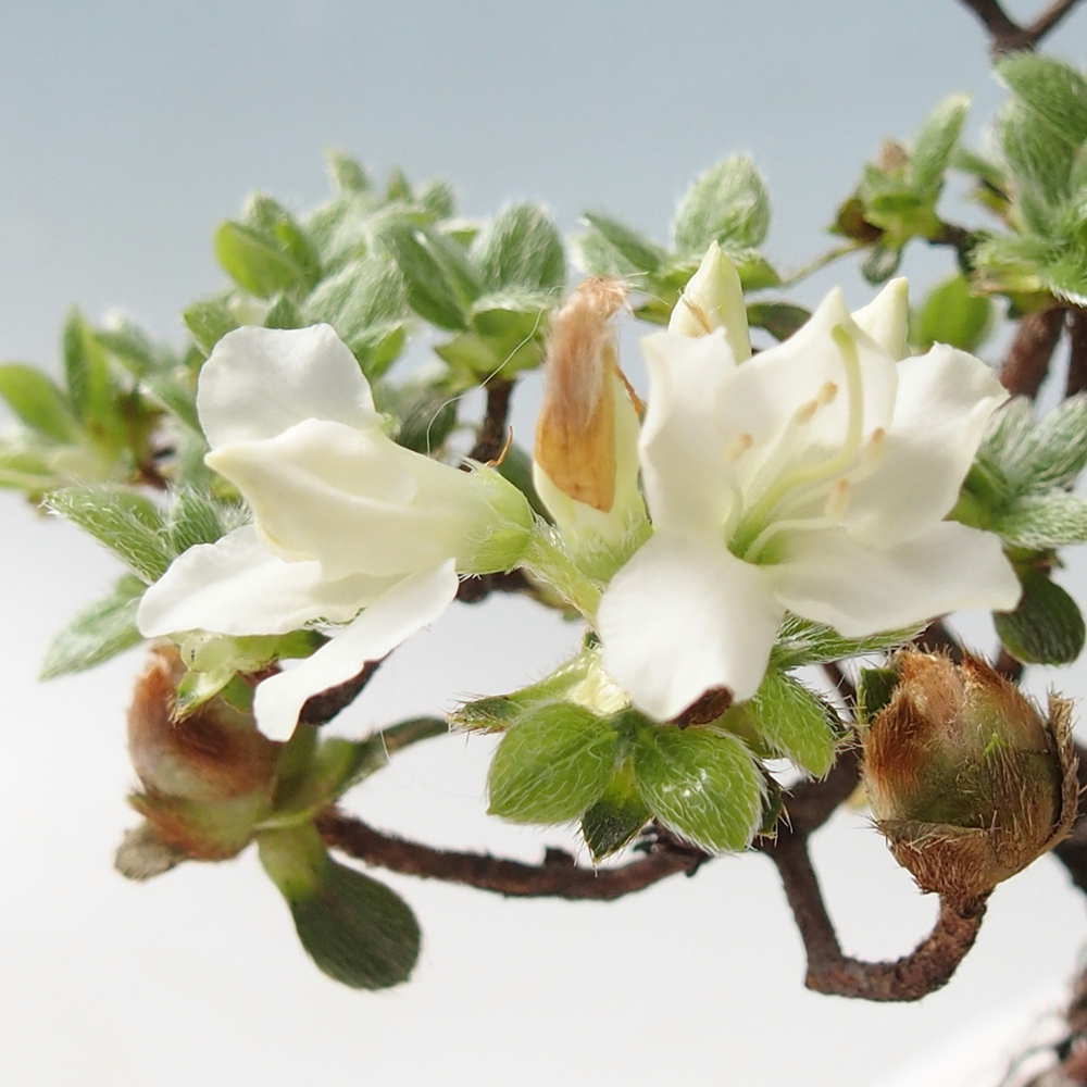 Venkovní bonsai - Rhododendron indicum - Japonská azalka