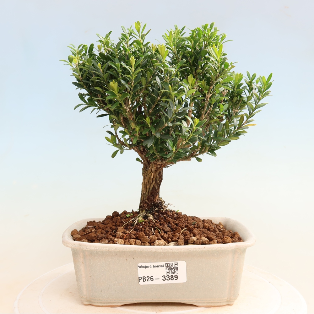 Pokojová bonsai - Buxus harlandii -korkový buxus