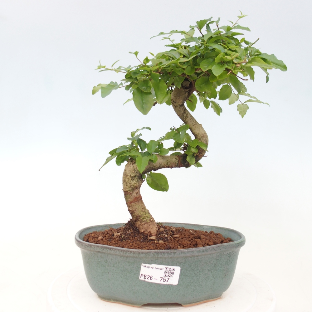 Pokojová bonsai -Ligustrum chinensis - Ptačí zob