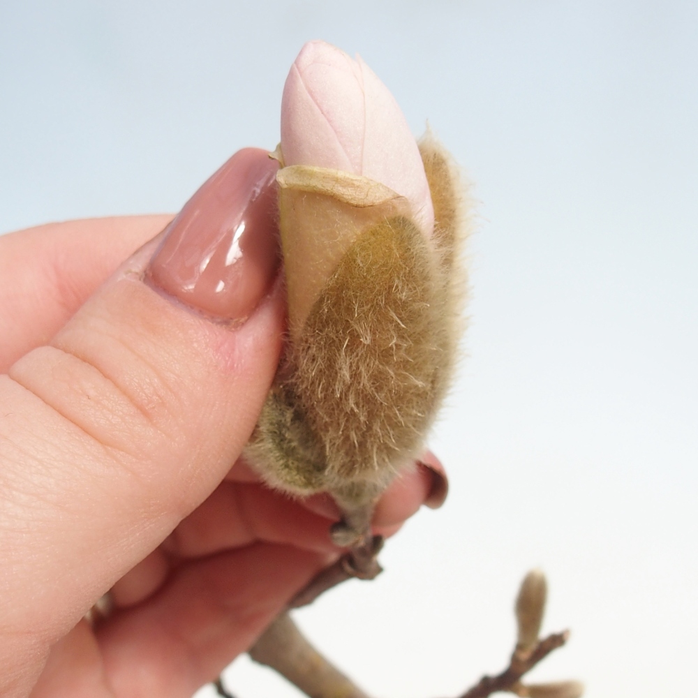 Venkovní bonsai - Magnolia stellata  -  Šácholán hvězdokvětý