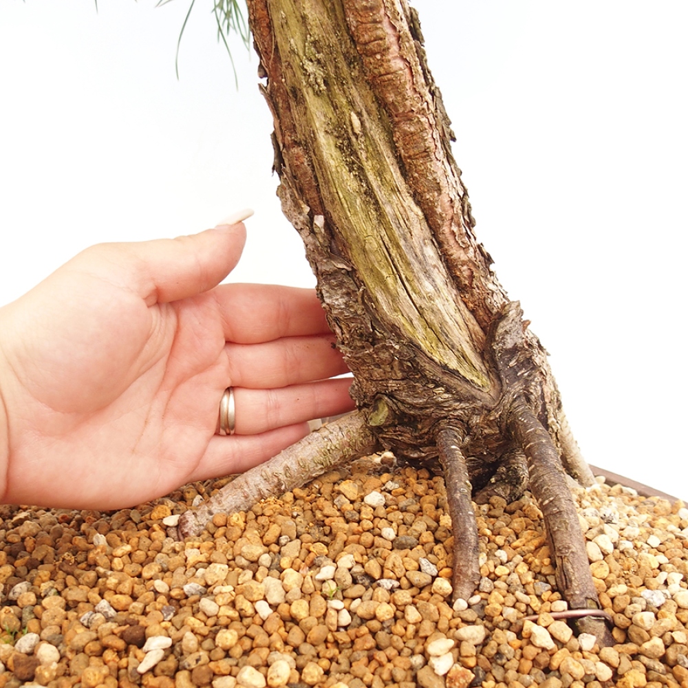 Venkovní bonsai - Pinus thunbergii - Borovice thunbergova