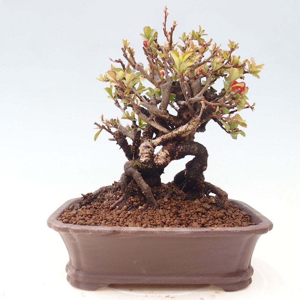 Venkovní  bonsai -  Chaneomeles speciosa - Kdoulovec ozdobný