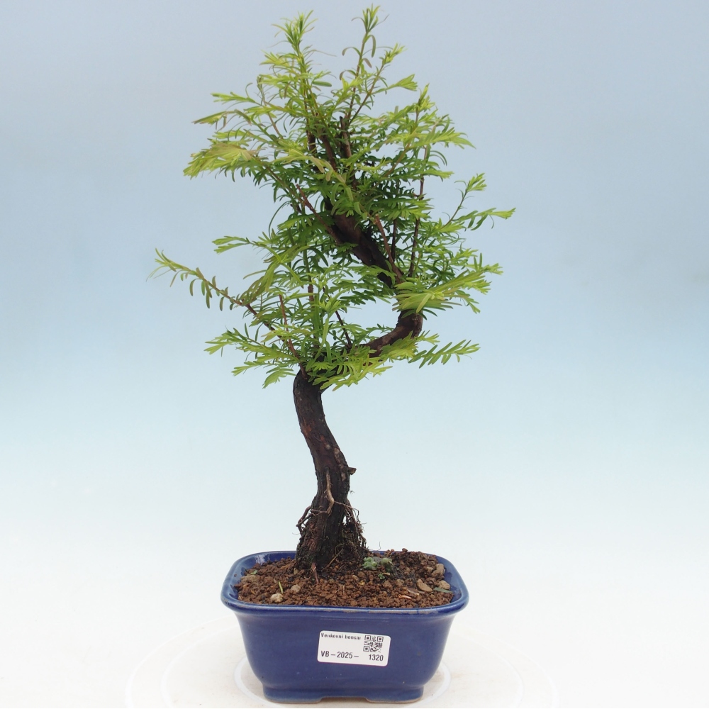 Venkovní bonsai - Metasequoia glyptostroboides - Metasekvoje čínská