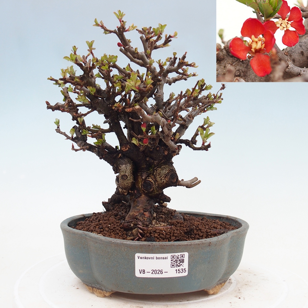 Venkovní  bonsai -  Chaneomeles speciosa - Kdoulovec ozdobný