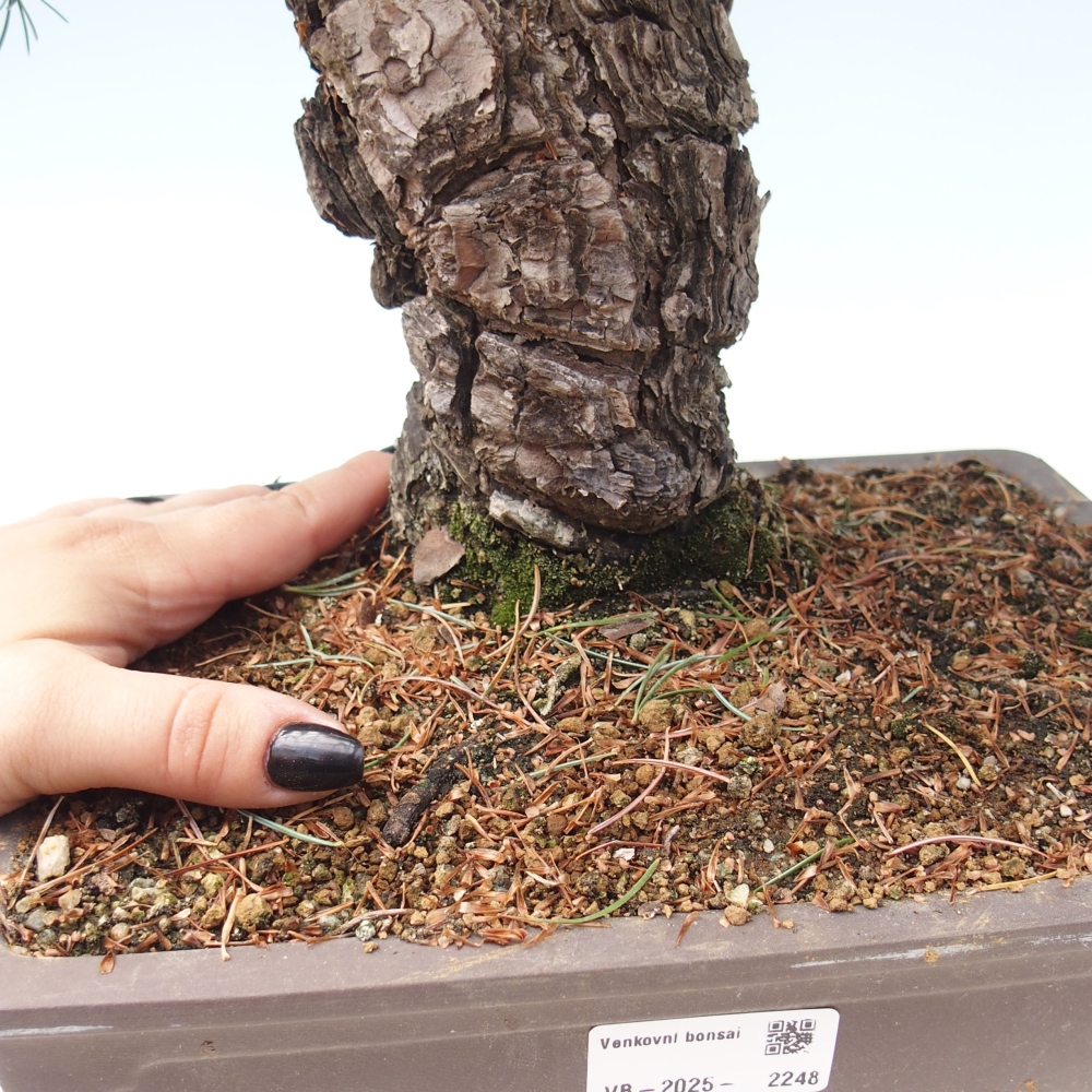 Venkovní bonsai - Pinus parviflora - Borovice drobnokvětá