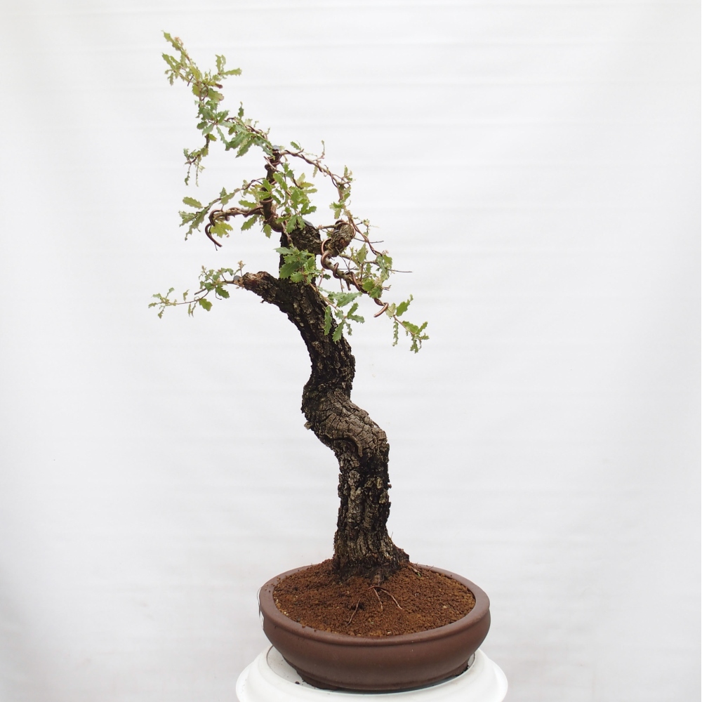 Yamadori - Quercus Ilex -Dub cesmínovitý
