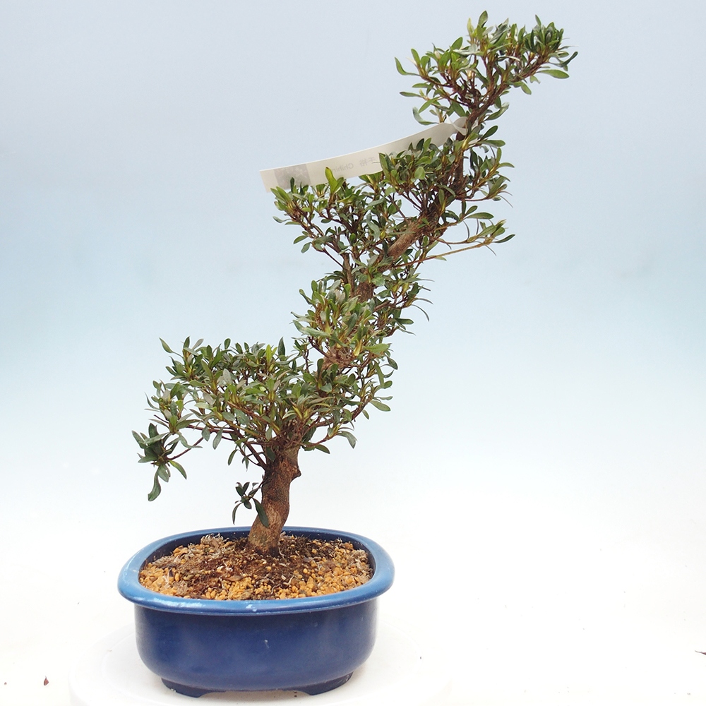 Venkovní bonsai - Japonská azalka - Azalea CHIHIRO