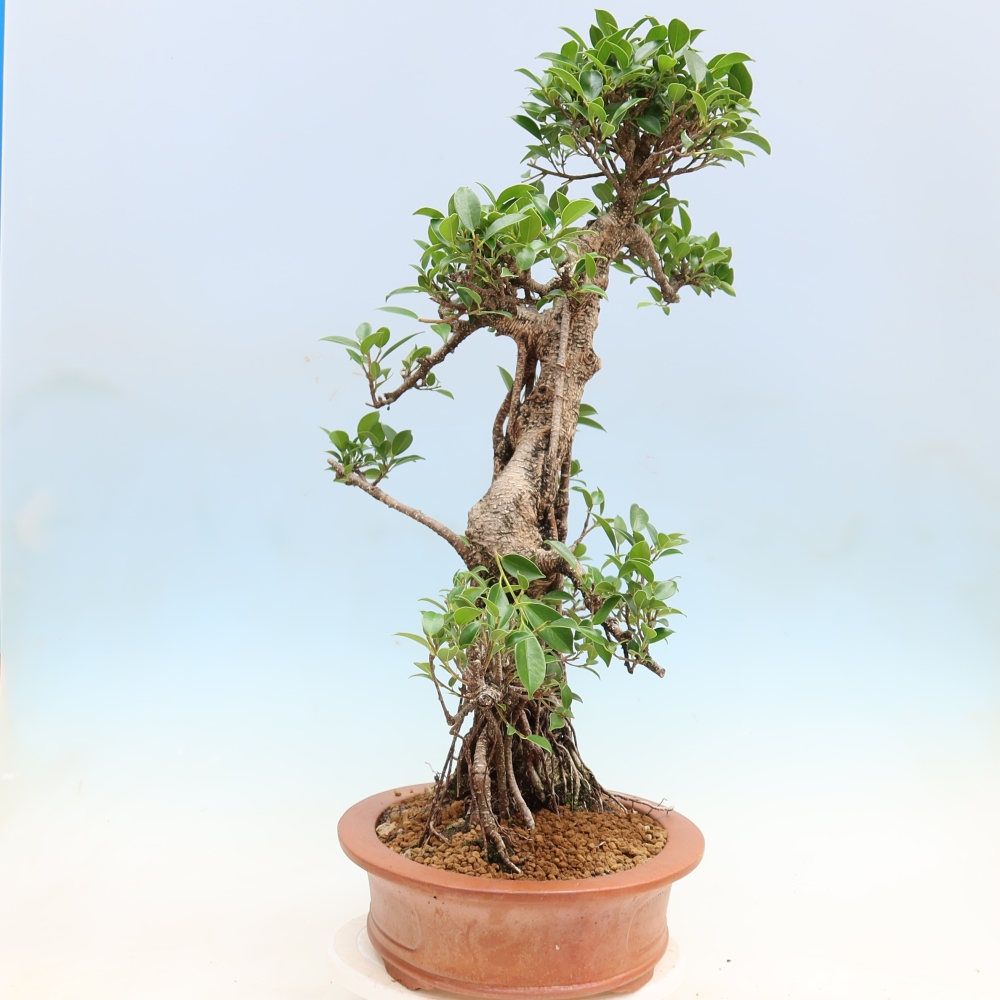 Pokojová bonsai - Ficus kimmen -  malolistý fíkus