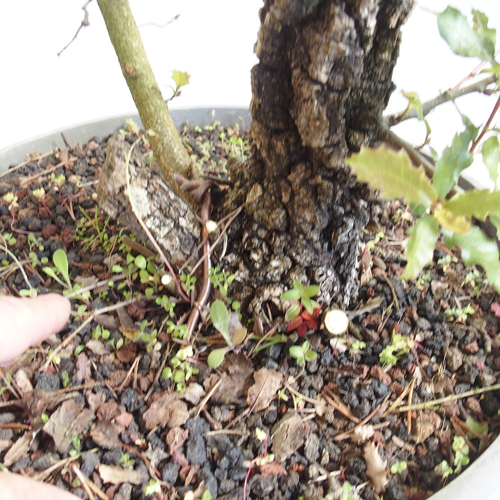 Venkovní bonsai Quercus Cerris - Dub Cer