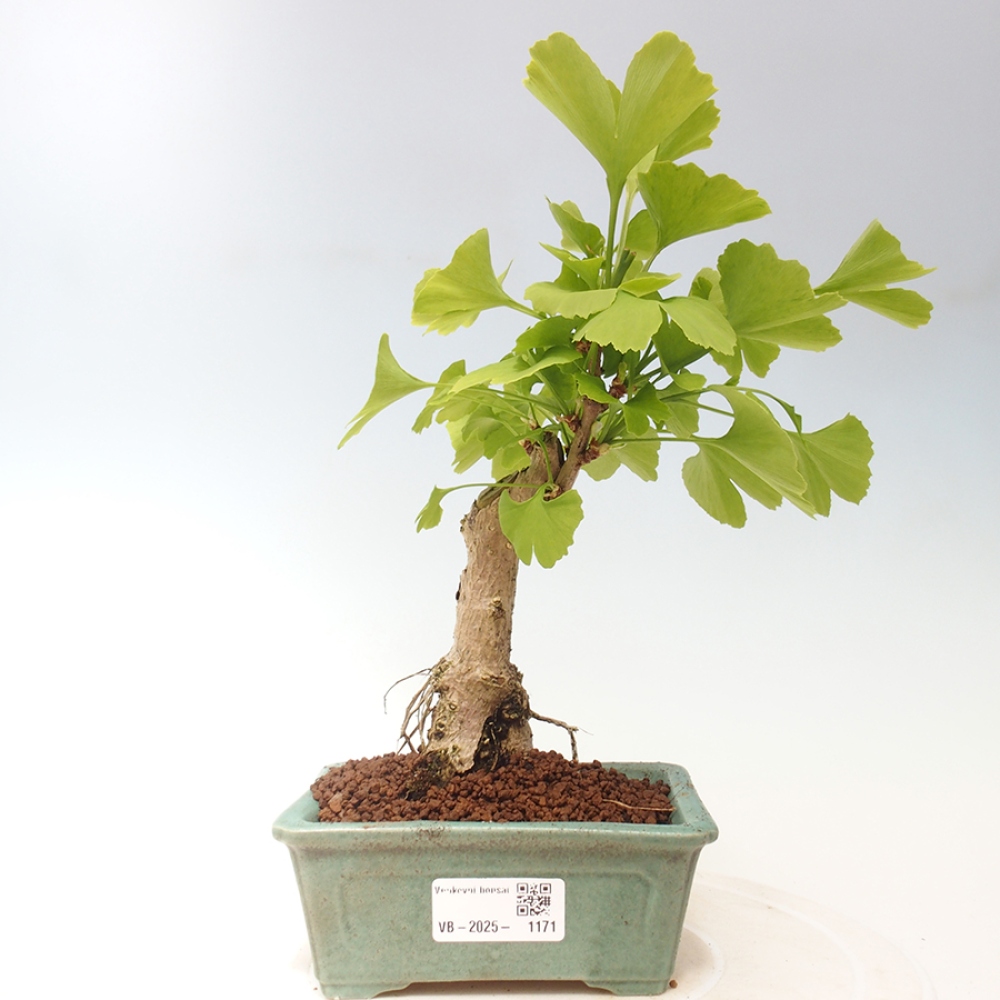 Venkovní bonsai - Jinan dvoulaločný - Ginkgo biloba