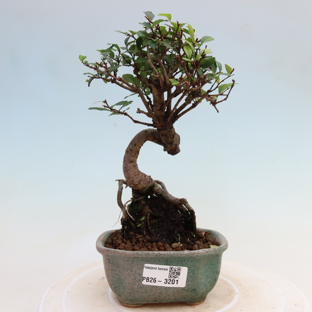 Pokojová bonsai - Ulmus parvifolia - Malolistý jilm