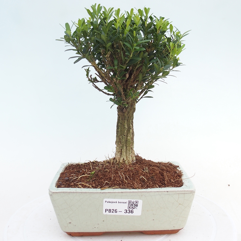 Pokojová bonsai - Buxus harlandii -korkový buxus