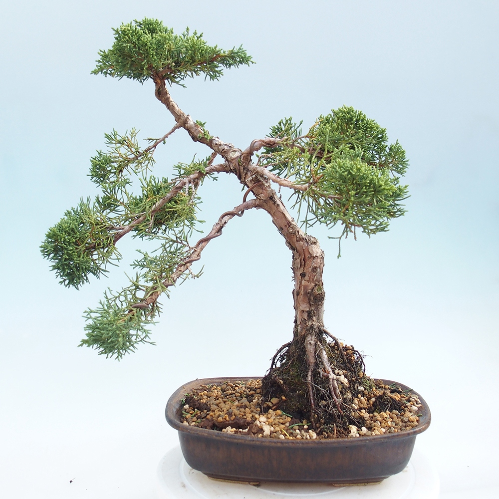 Venkovní bonsai - Juniperus chinensis Kishu -Jalovec čínský