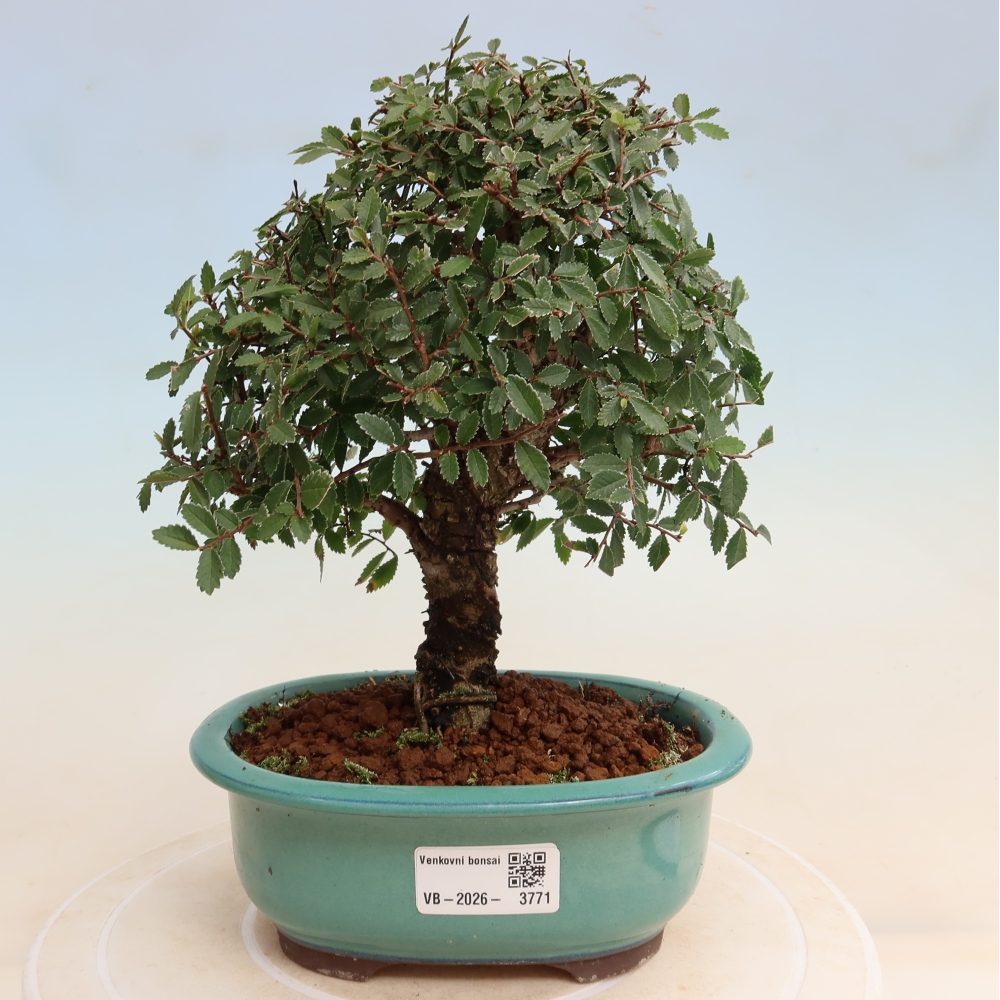 Venkovní bonsai - Zelkova - Zelkova NIRE