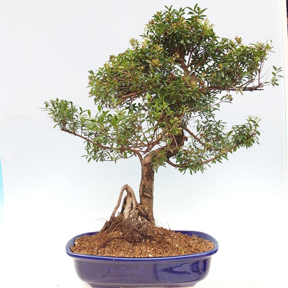 Pokojová bonsai - Syzygium - Pimentovník - POUZE OSOBNÍ ODBĚR nebo paletová přeprava