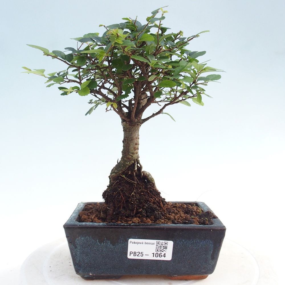 Pokojová bonsai - Ulmus parvifolia - Malolistý jilm