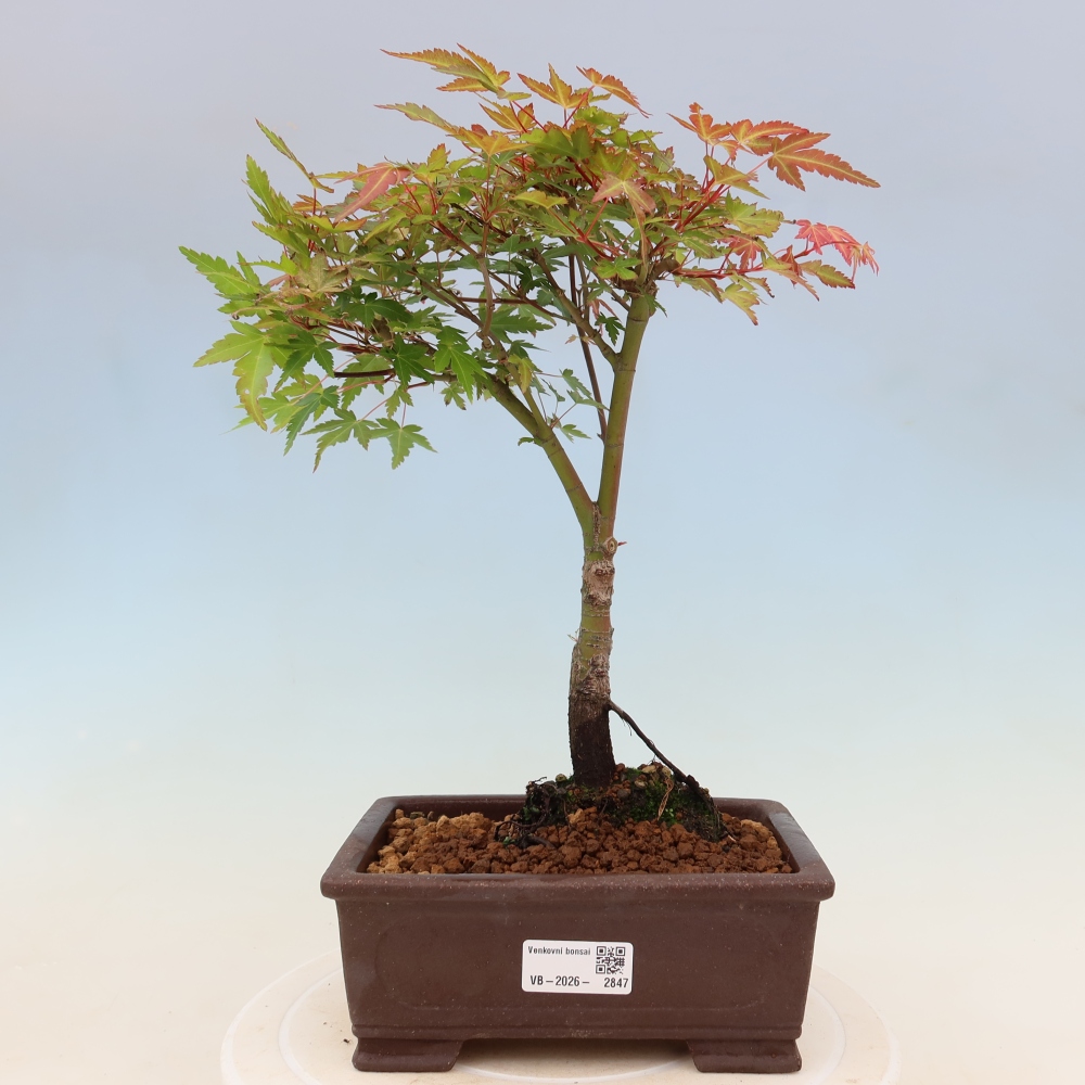Javor dlanitolistý - Acer palmatum Beni Tsukasa