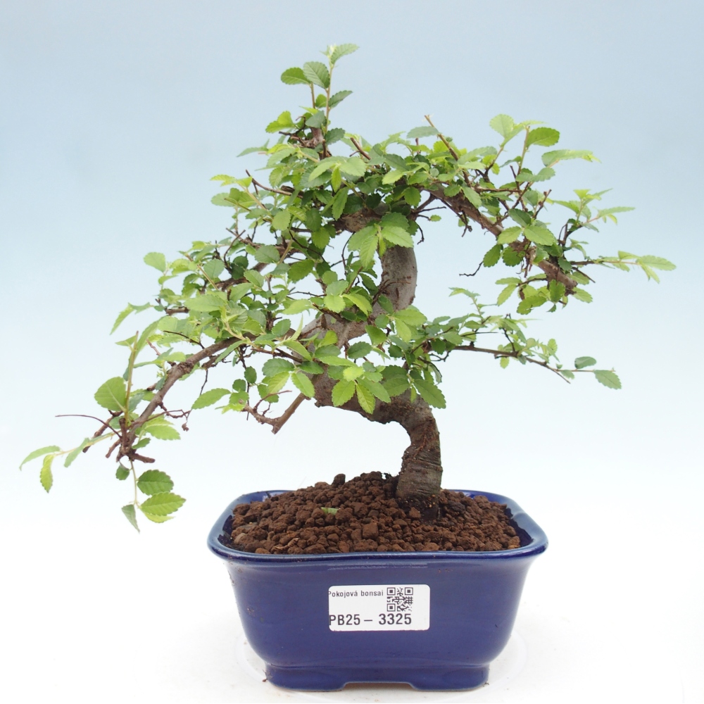 Pokojová bonsai - Ulmus parvifolia - Malolistý jilm