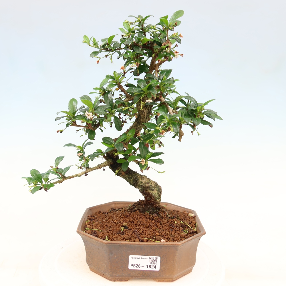 Pokojová bonsai - Carmona macrophylla - Čaj fuki