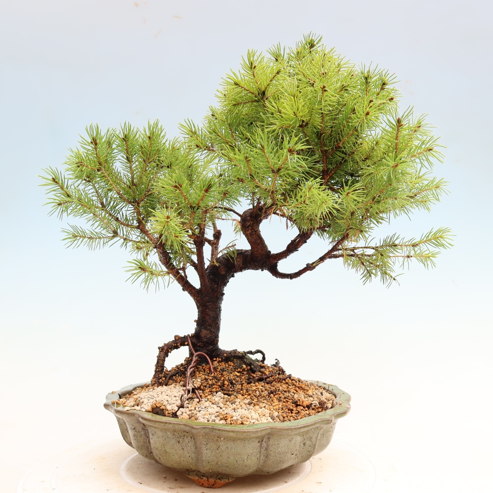 Venkovní bonsai- Smrk sivý - Picea glauca globe