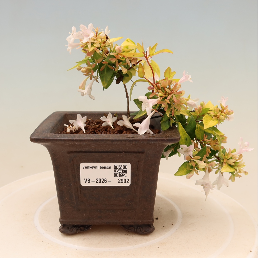 Venkovní bonsai - Abelia gr. Kleidoscope - Abélie velkokvětá