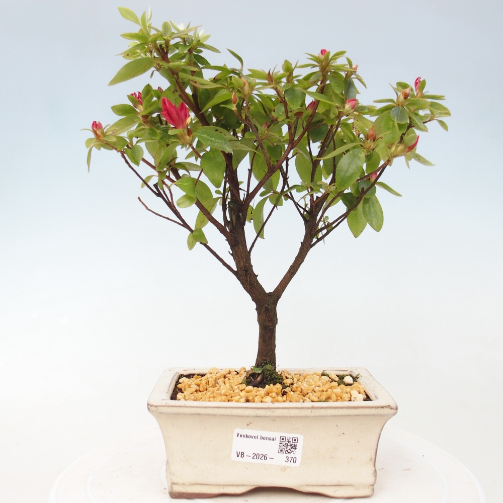 Venkovní bonsai - Japonská azalka - Azalea sp.